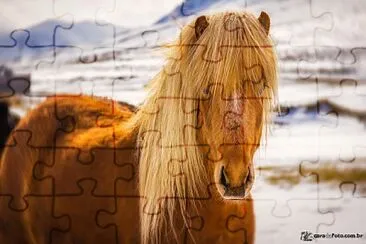 Cavalo Islandes jigsaw puzzle