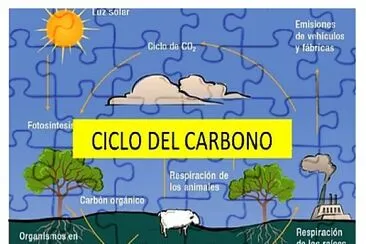 ciclo del carbono