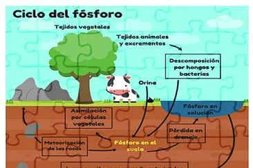 ciclo del fosforo