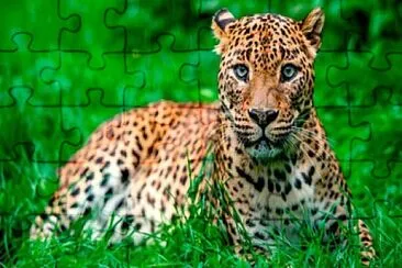 leopardo