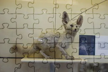 fenec jigsaw puzzle