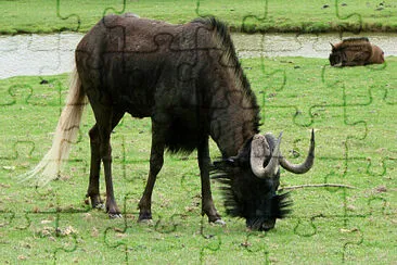 Gnu dalla coda bianca