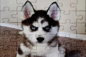 פאזל של un cachorro husky siberiano