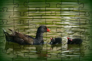 Poule d 'eau et ses petits