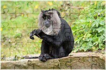 Macaco dalla coda di leone jigsaw puzzle