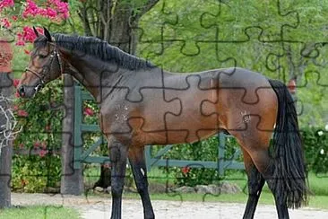 Brasileiro de Hipismo jigsaw puzzle