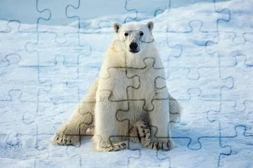 Orso bianco jigsaw puzzle