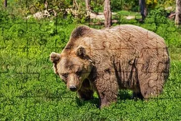 Orso bruno marsicano