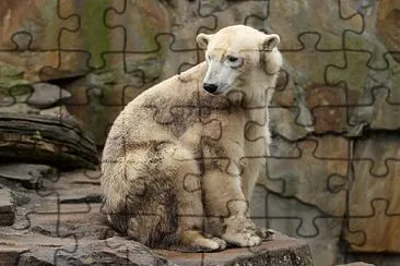 Orso grolare jigsaw puzzle