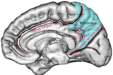 Brain Slices 1