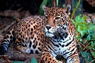 jaguar