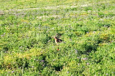 Lapin des champs et coquelicot