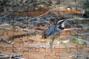 Long tailed groun roller jigsaw puzzle