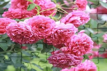 Roseira jigsaw puzzle