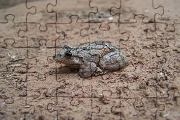 Scinax acuminatus