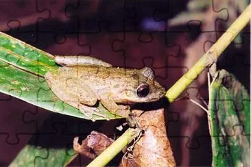 פאזל של Scinax longilineus