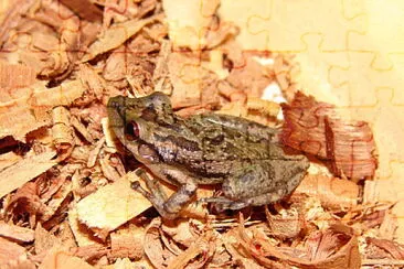 פאזל של Scinax scupidatus