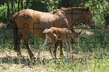 yegua y cría