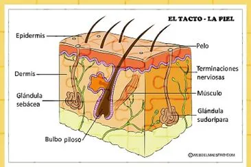 Tinturacion