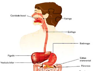 sistema digestório