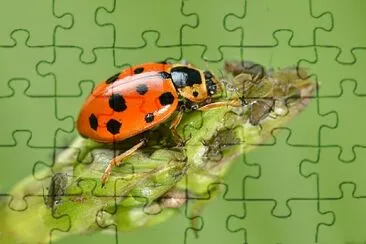 Coccinella dai tredici punti jigsaw puzzle