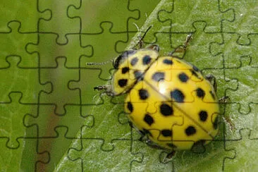 Psyllobora vigintiduopunctata jigsaw puzzle