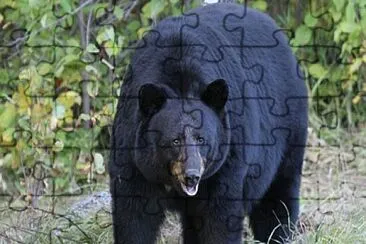 canadian black bear jigsaw puzzle