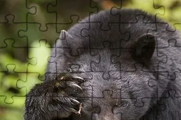 canadian black bear 2 jigsaw puzzle