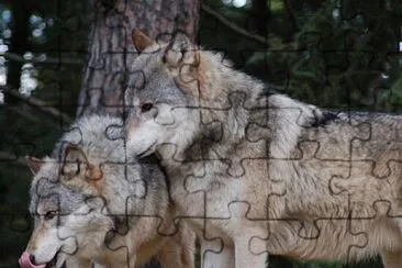 eastern timber wolf jigsaw puzzle