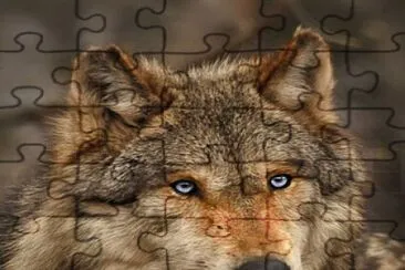 the wolf king jigsaw puzzle