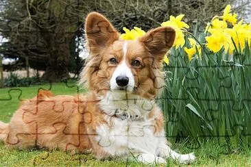 Welsh corgi cardigan jigsaw puzzle