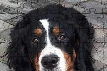 Berner Sennenhund Cora