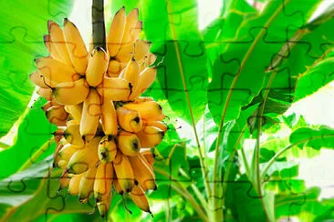 Auge del Banano en Ecuador