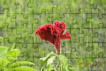 FLOWERS jigsaw puzzle