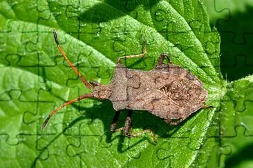 Coreus marginatus