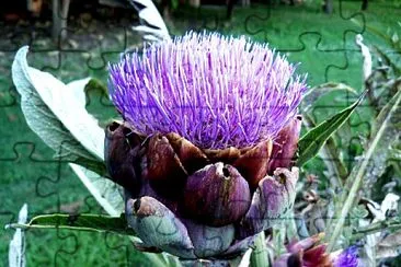 Artichoke