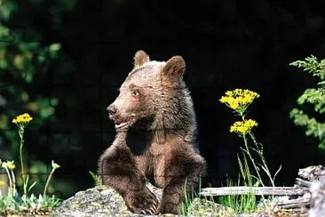 A Hard Life Grizzly Bear Cub jigsaw puzzle