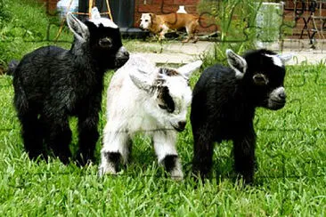 cute baby goats