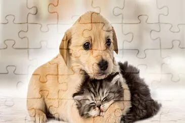 Fotos de animais jigsaw puzzle