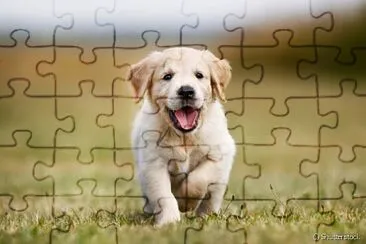 Fotos de animais jigsaw puzzle