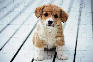 Fotos de animais jigsaw puzzle