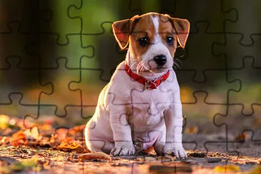 Fotos de animais jigsaw puzzle