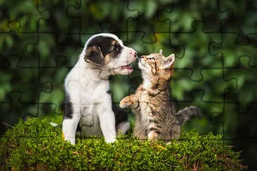 Fotos de animais jigsaw puzzle