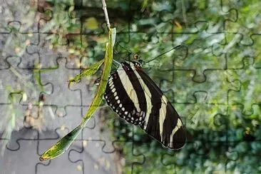 פאזל של Mariposa, Jardín Botánico, UPR