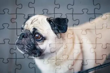 Foto jigsaw puzzle