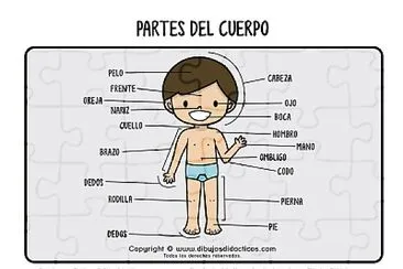 פאזל של PARTES DEL CUERPO