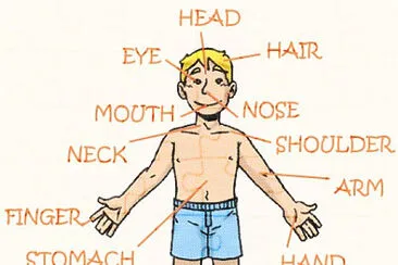 Parts of the body