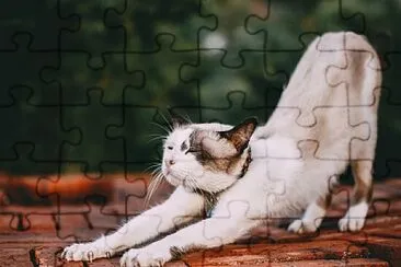 Rompecabezas de gatito jigsaw puzzle