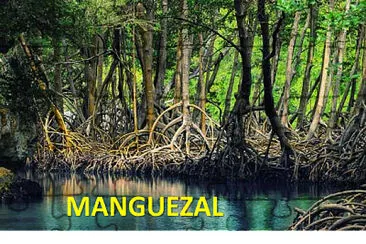 Manguezal