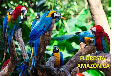 Floresta Amazonica2